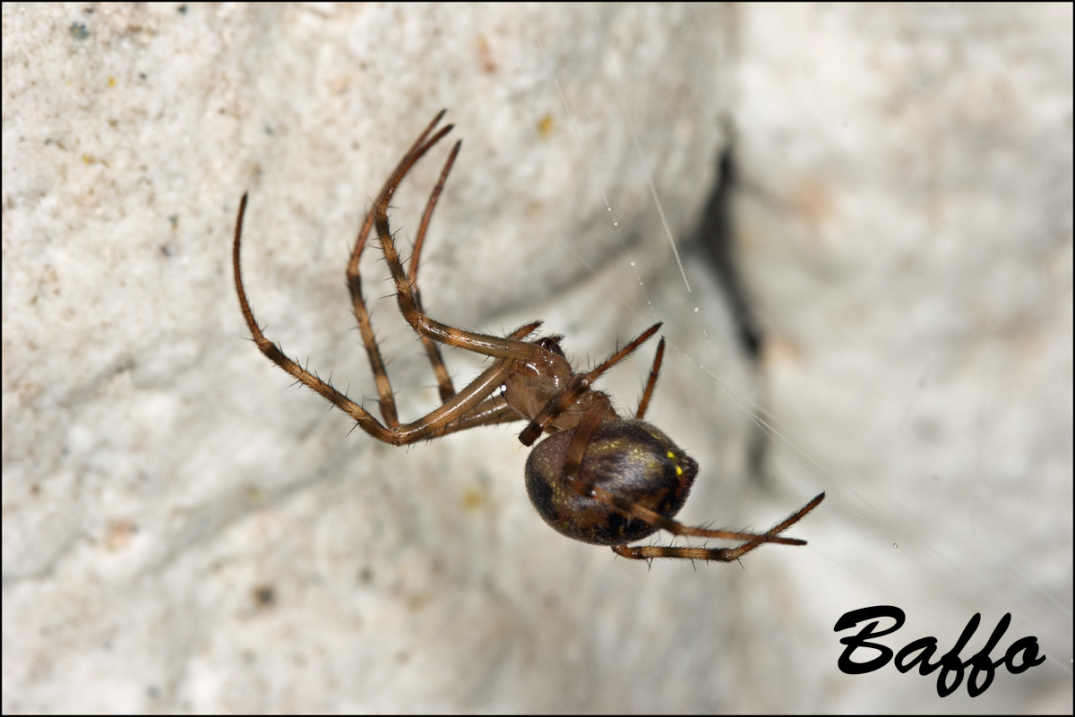 Metellina merianea; Meta menardi - Samatorza (TS)